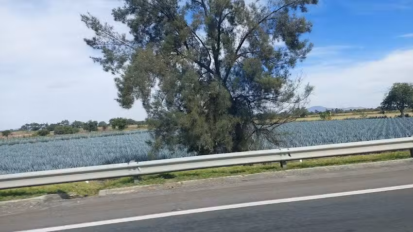 Llantera &ldquo;La Liebre&rdquo;