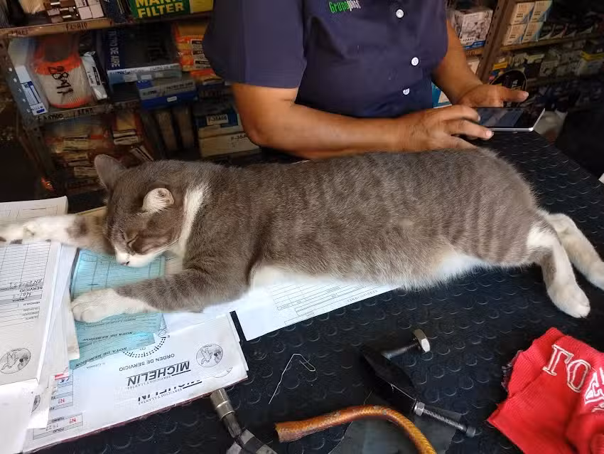Servicios y Llantas Michel&iacute;n